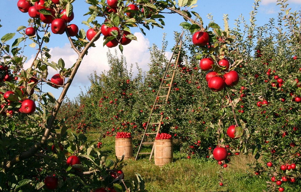 blockchain alimentaire 